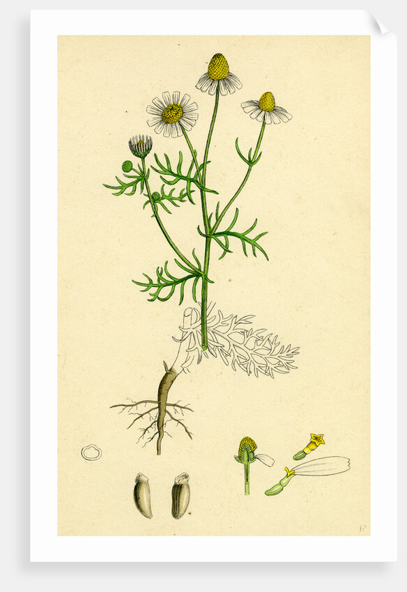 Chrysanthemum Chamomilla Wild Chamomile by Anonymous