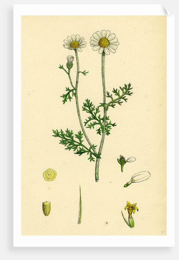 Anthemis Cotula Stinking Mayweed by Anonymous