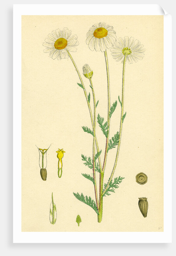Anthemis Arvensis Var. Genuina Corn Chamomile Var. A. by Anonymous