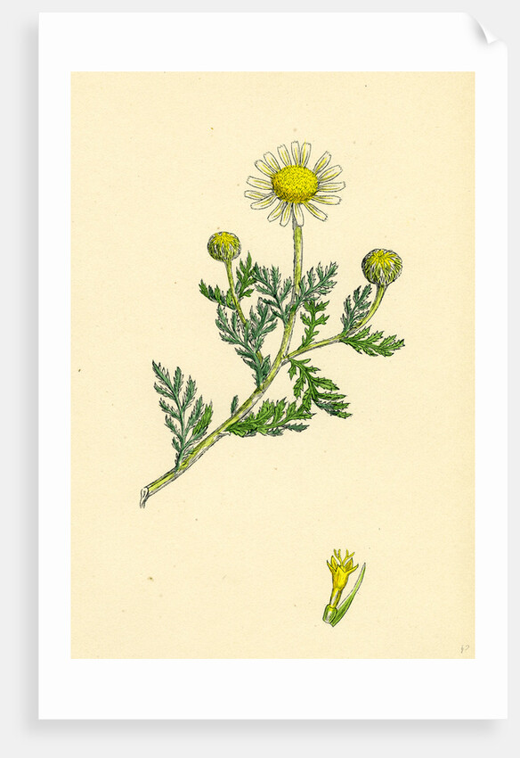 Anthemis Arvensis Var. Anglica Corn Chamomile Var. B. by Anonymous