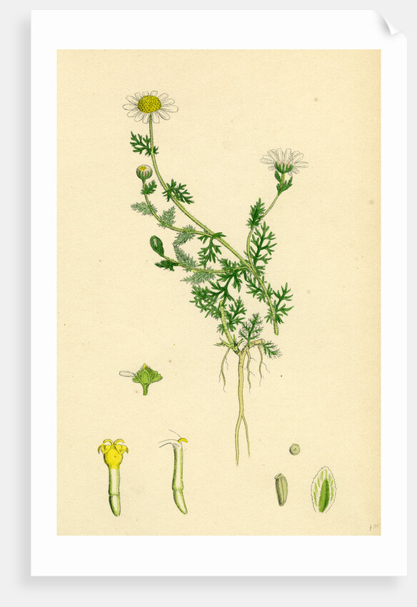 Anthemis Nobilis Common Chamomile by Anonymous