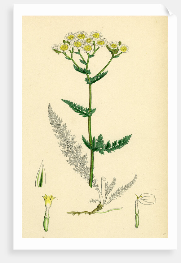 Achillea Millefolium Common Yarrow by Anonymous