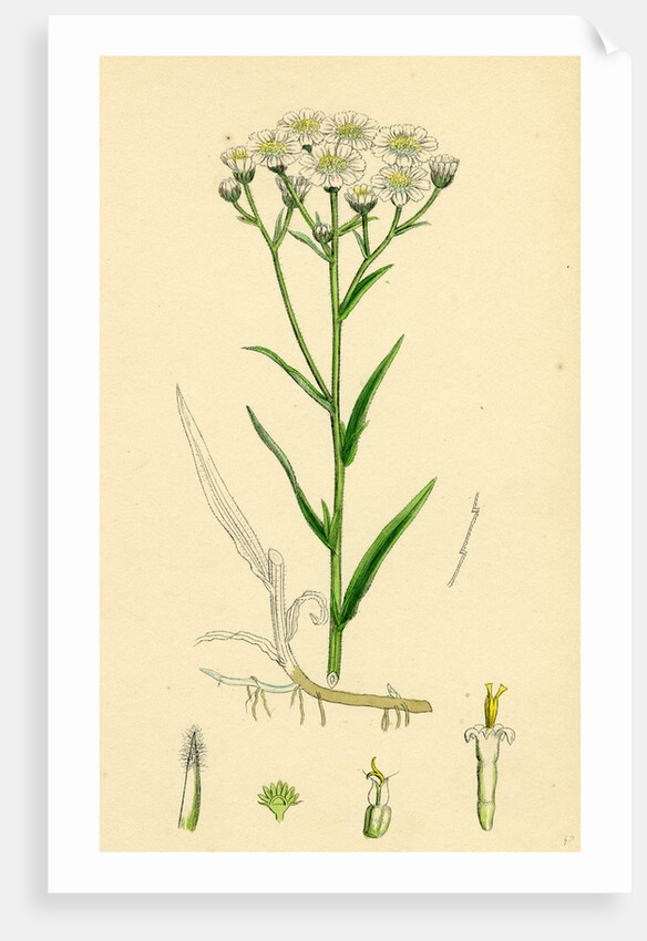 Achillea Ptarmica Sneeze-Wort Yarrow by Anonymous