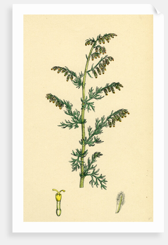 Artemisia Maritima Var. Genuina Sea Wormwood Var. A. by Anonymous