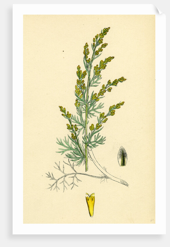 Artemisia Maritima Var. Gallica Sea Wormwood Var. B. by Anonymous