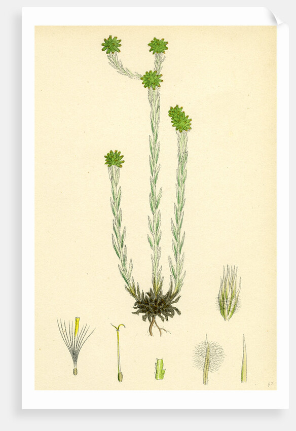 Filago Germanica Common Cudweed by Anonymous