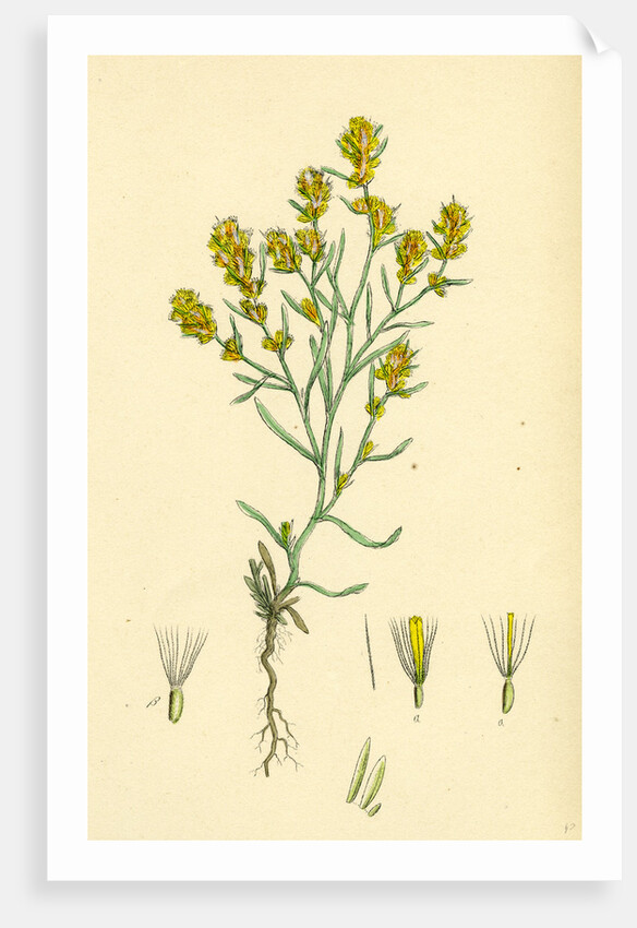 Gnaphalium Uliginosum Marsh Cudweed by Anonymous