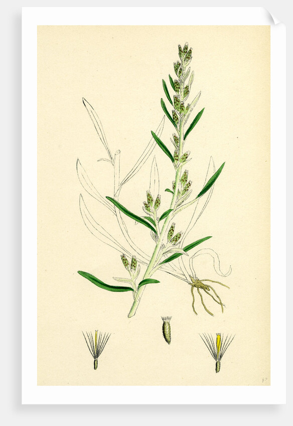 Gnaphalium Sylvaticum Upright Cudweed by Anonymous