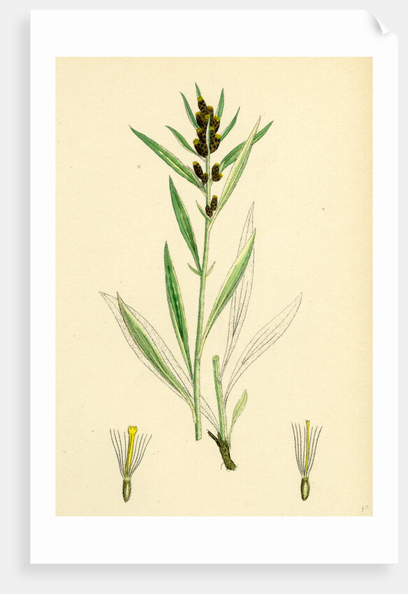 Gnaphalium Norvegicum Highland Cudweed by Anonymous