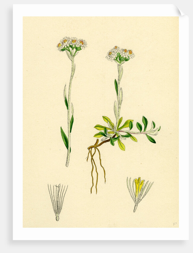 Gnaphalium Dioicum Var. Genuinum Mountain Everlasting Var. A. by Anonymous