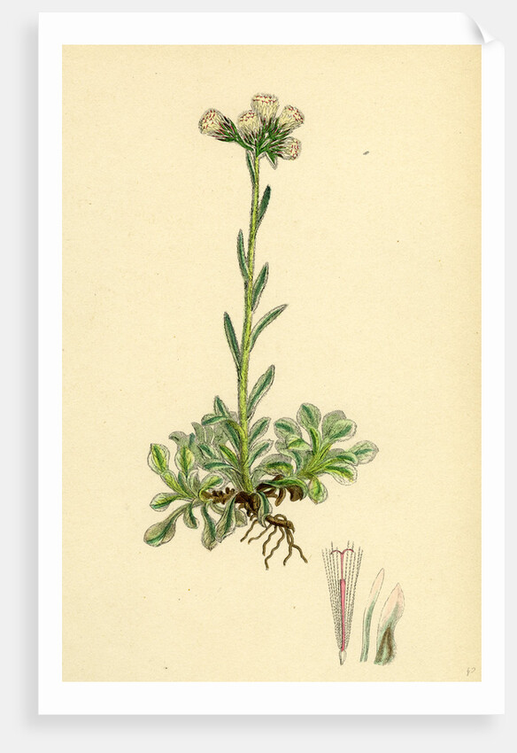 Gnaphalium Dioicum Var. Hyperboreum Mountain Everlasting Var. B. by Anonymous