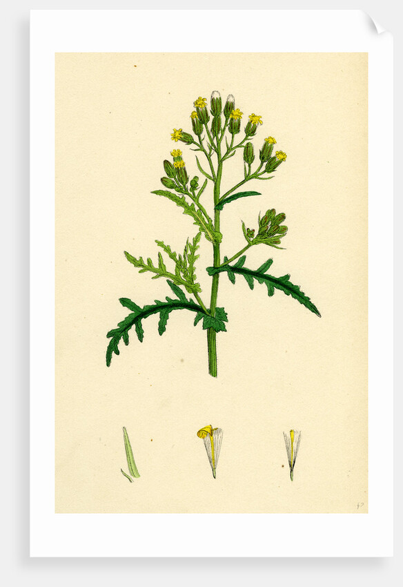 Senecio Sylvaticus Var. Auriculatus Mountain Groundsel Var. B. by Anonymous