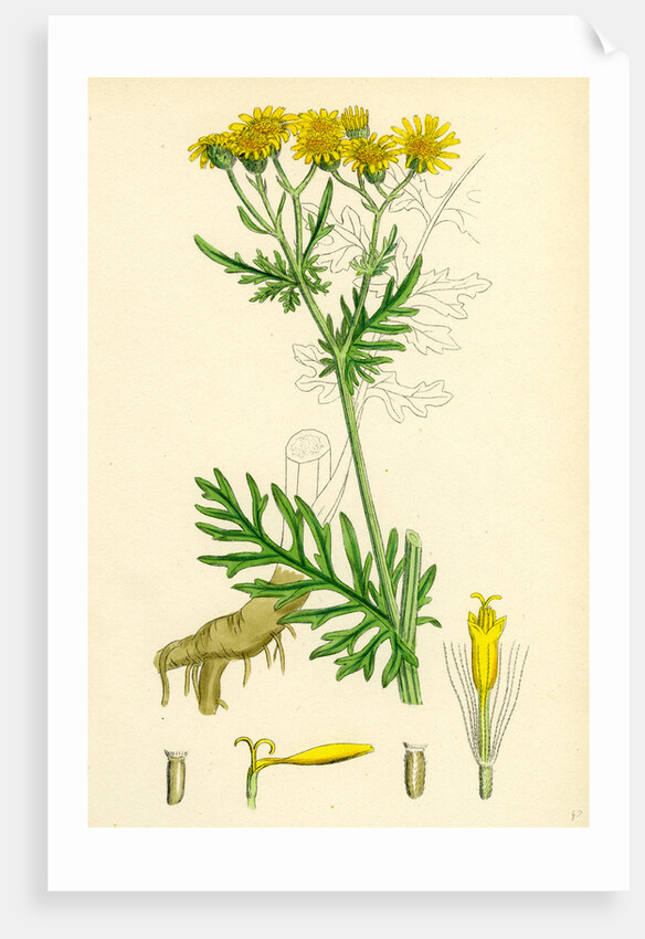 Senecio Jacobaea Common Ragwort by Anonymous