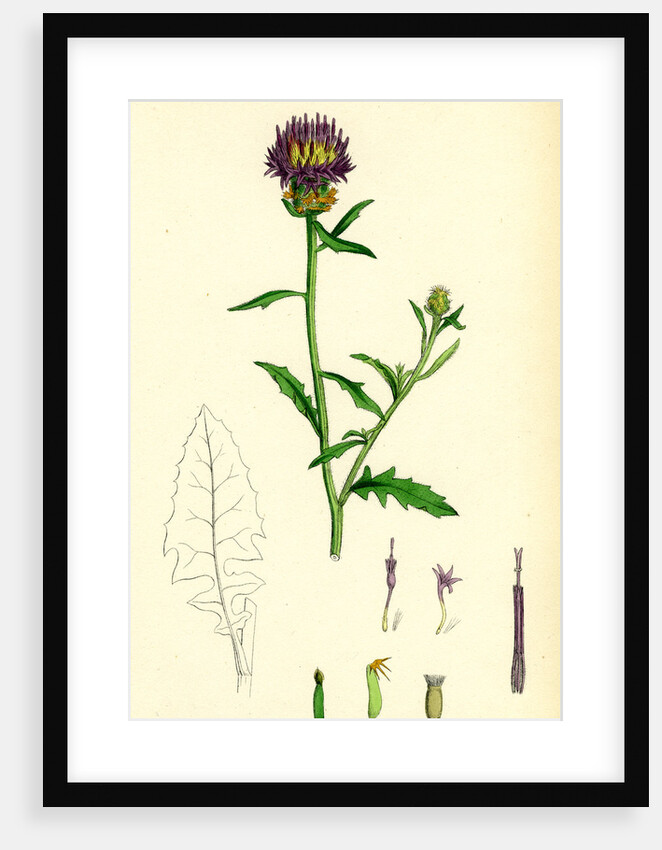 Centaurea Aspera Rough Star-Thistle by Anonymous