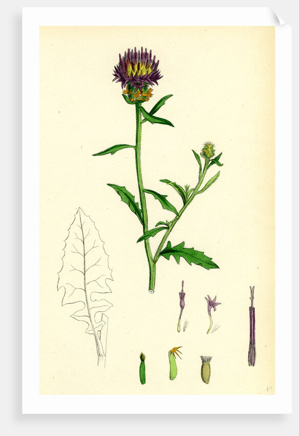 Centaurea Aspera Rough Star-Thistle by Anonymous