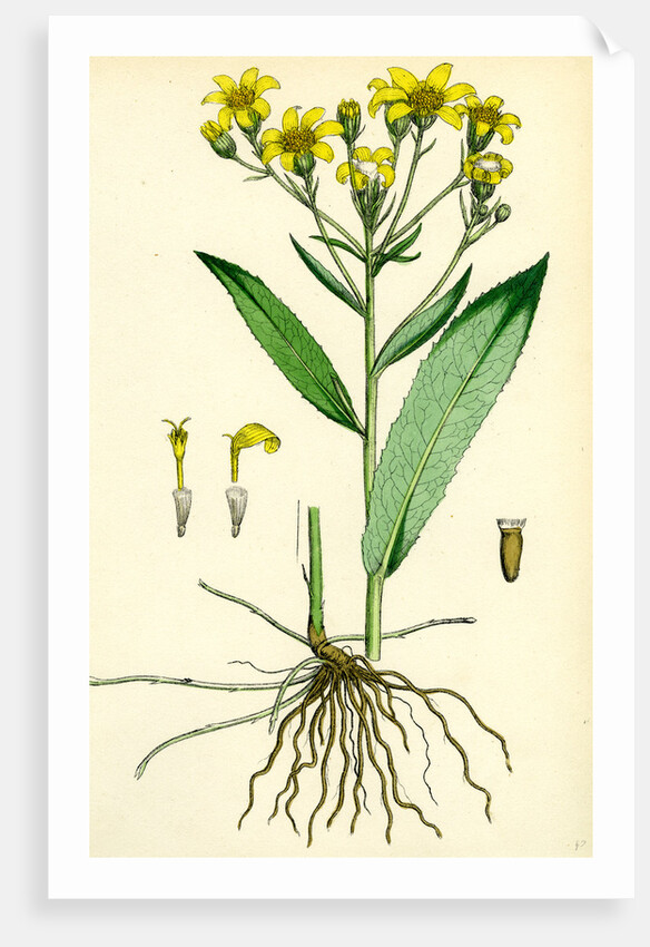 Senecio Saracenicus Broad-Leaved Ragwort by Anonymous