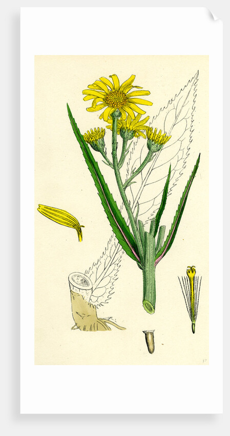 Senecio Paludosus Great Fen Ragwort by Anonymous