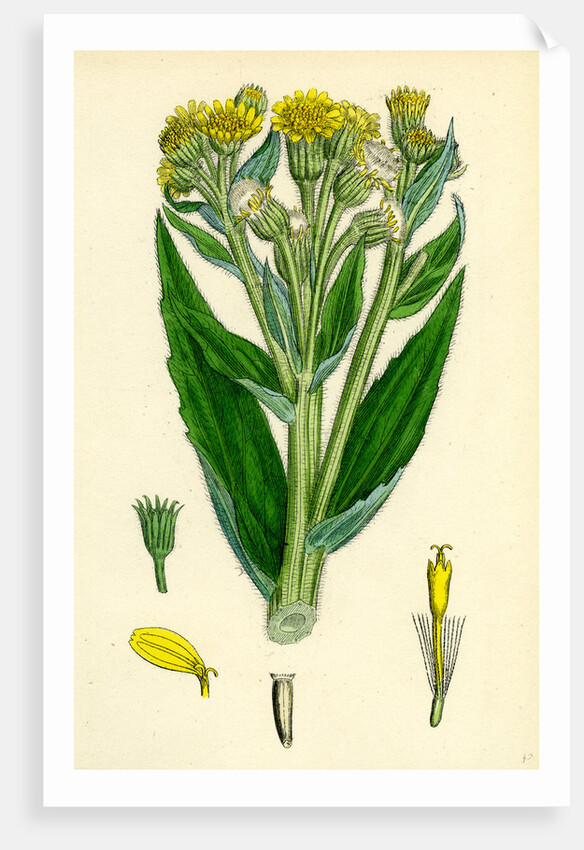 Senecio Palustris Marsh Fleawort by Anonymous