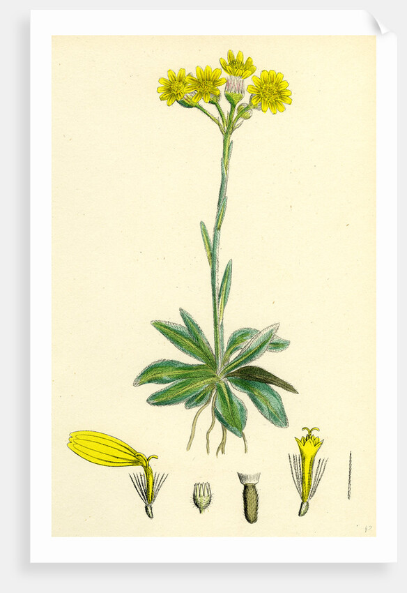 Senecio Campestris Field Fleawort by Anonymous