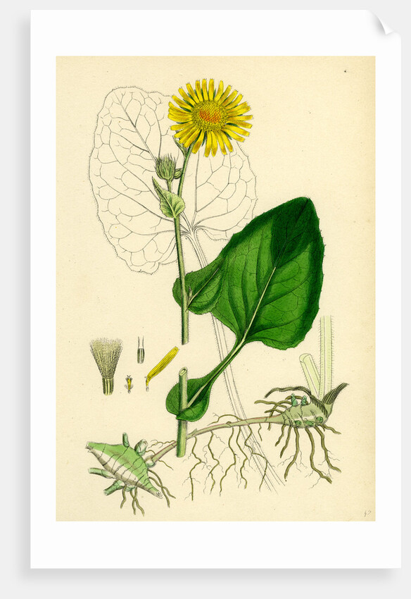 Doronicum Pardalianches Great Leopard's-Bane by Anonymous