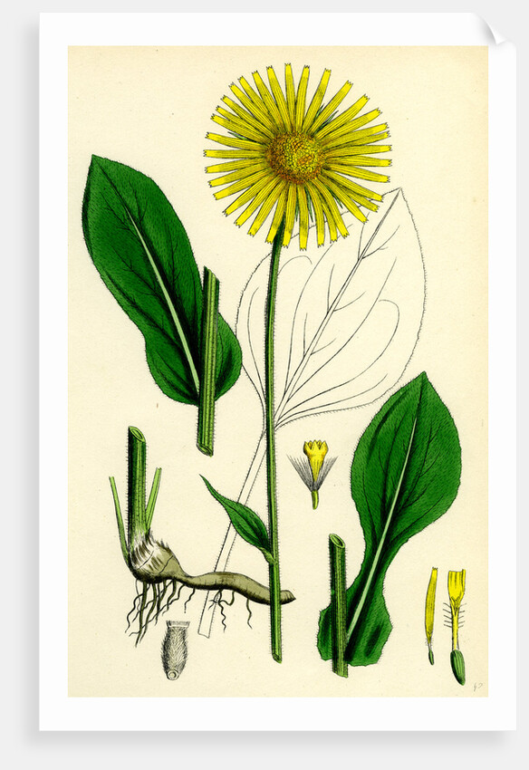 Doronicum Plantagineum Plantain-Leaved Leopard's-Bane by Anonymous