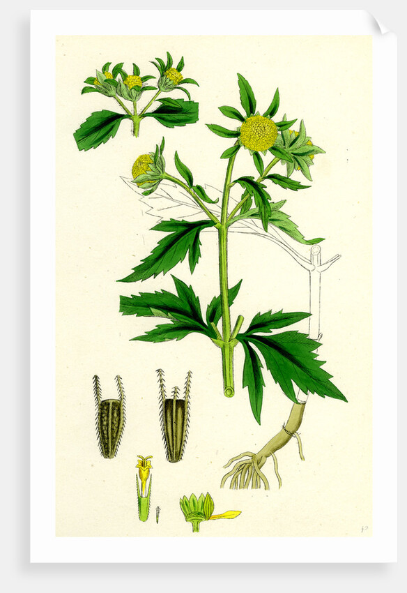 Bidens Tripartita Tripartite Bur-Marygold by Anonymous