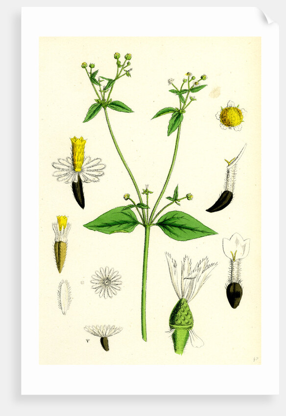 Galinsoga Parviflora Small-Flowered Galinsoga by Anonymous