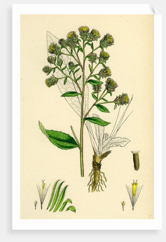 Inula Conyza Ploughman's Spikenard by Anonymous