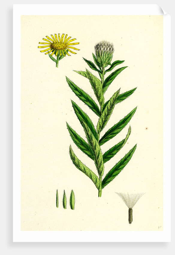 Inula Salicina Willow-Leaved Inula by Anonymous