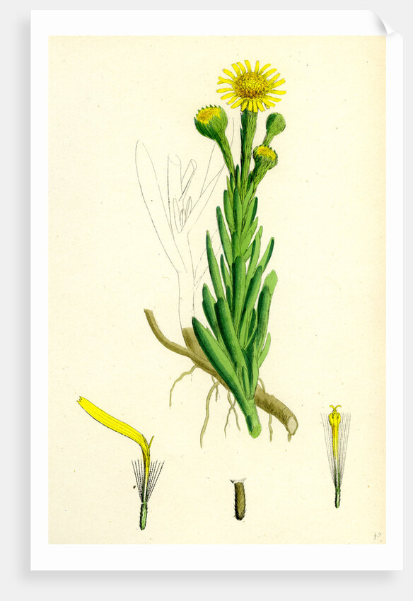 Inula Crithmoides Golden Samphire by Anonymous