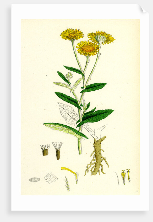 Inula Dysenterica Greater Fleabane by Anonymous