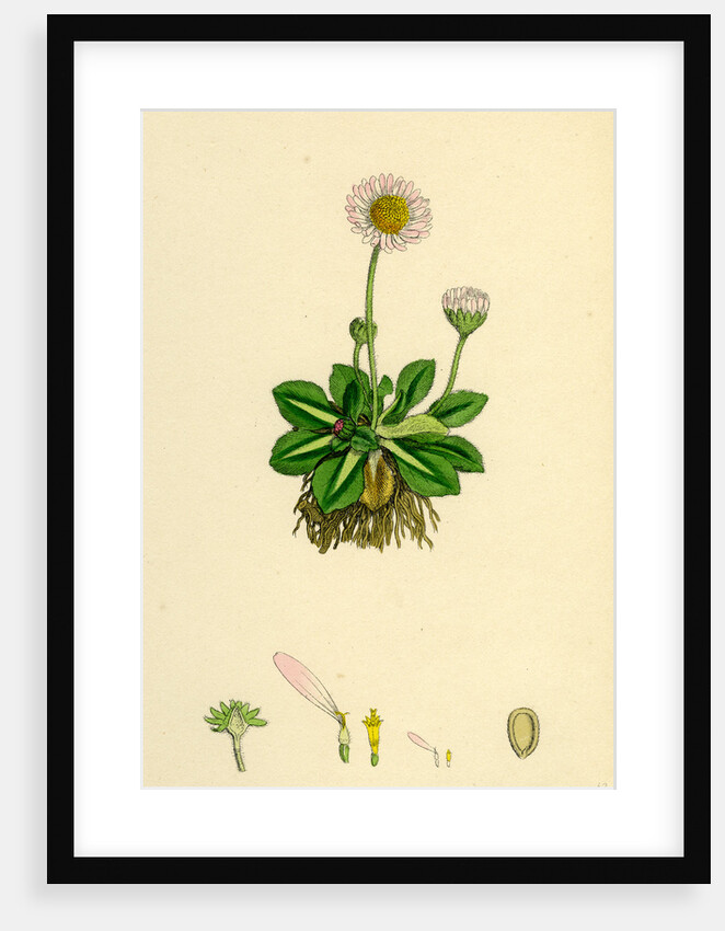 Bellis Perennis Common Daisy by Anonymous