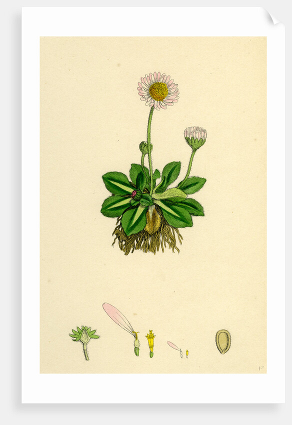 Bellis Perennis Common Daisy by Anonymous