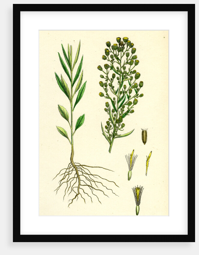 Erigeron Canadensis Canadian Fleabane by Anonymous