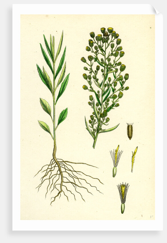 Erigeron Canadensis Canadian Fleabane by Anonymous