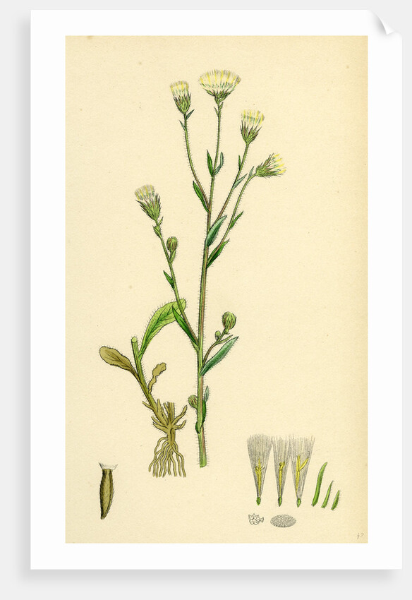 Erigeron Acris Blue Fleabane by Anonymous