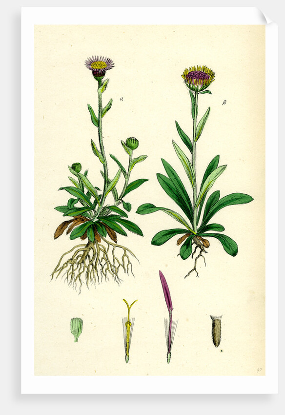 Erigeron Alpinus Alpine Fleabane by Anonymous