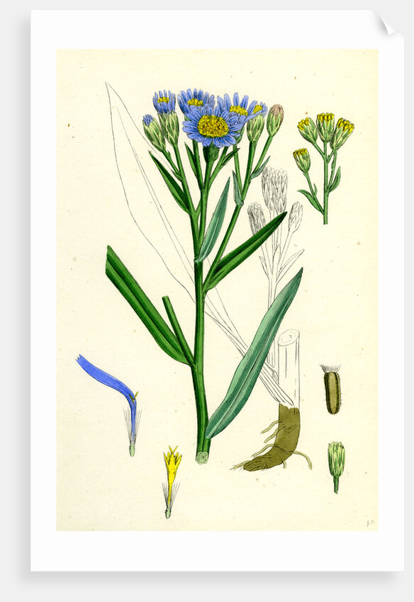 Aster Tripolium Sea-Side Aster by Anonymous