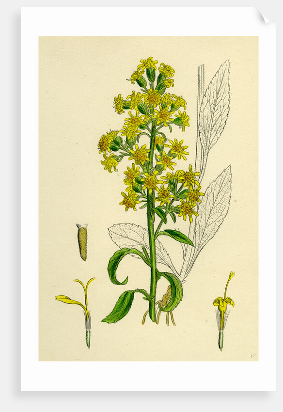 Solidago Virga-Aurea Var. Genuina Common Golden-Rod Var. A. by Anonymous