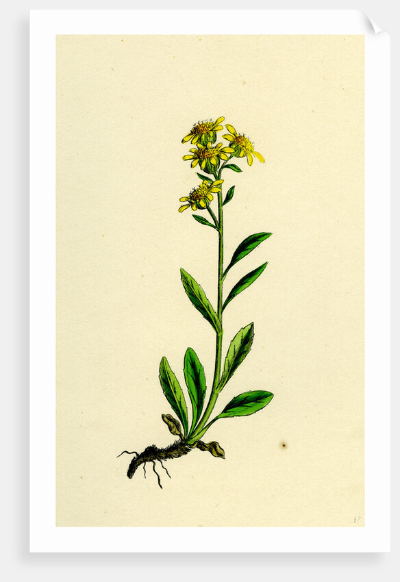 Solidago Virga-Aurea Var. Cambrica Common Golden-Rod Var. Y. by Anonymous