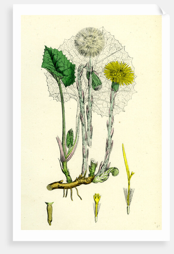 Tassilago Farfara Common Coltsfoot by Anonymous