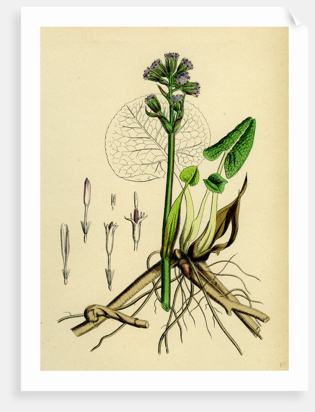 Petasites Fragrans Sweet-Scented Coltsfoot by Anonymous