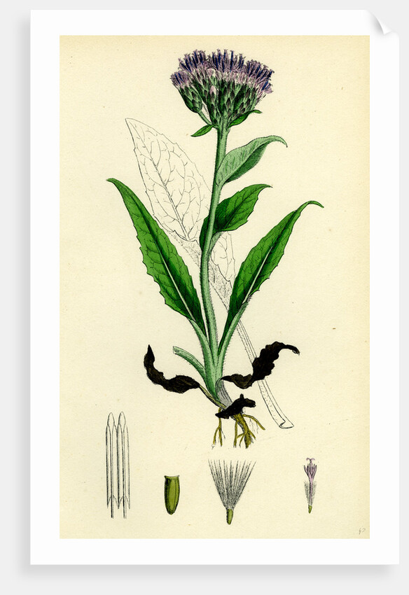 Saussurea Alpina Alpine Saussurea by Anonymous