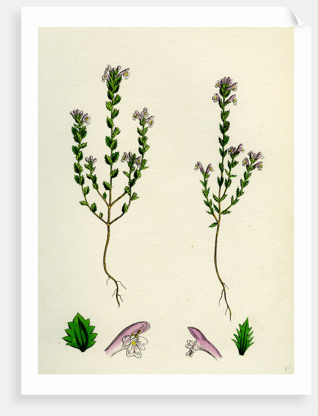 Euphrasia Officinalis Var. Gracilis Common Eyebright Var. B. by Anonymous