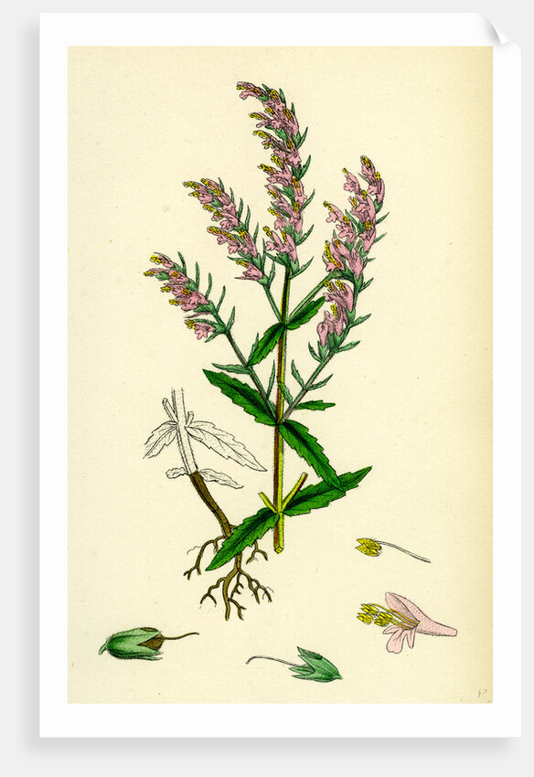 Bartsia Odontites Red Bartsia by Anonymous