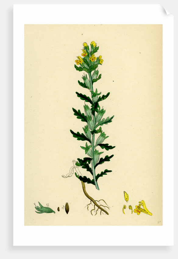 Bartsia Viscosa Yellow Bartsia by Anonymous