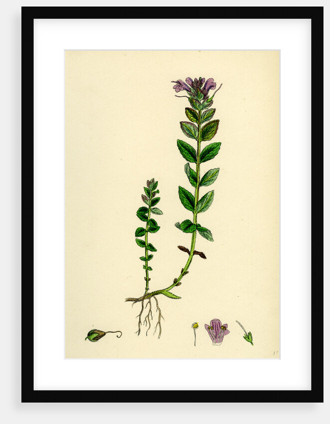 Bartsia Alpina Alpine Bartsia by Anonymous