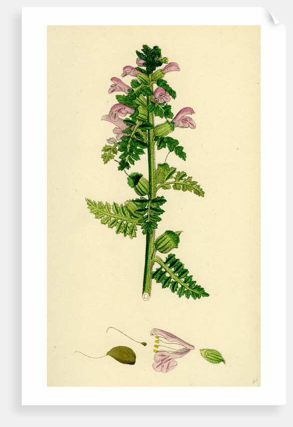 Pedicularis Palustris Upright Lousewort by Anonymous