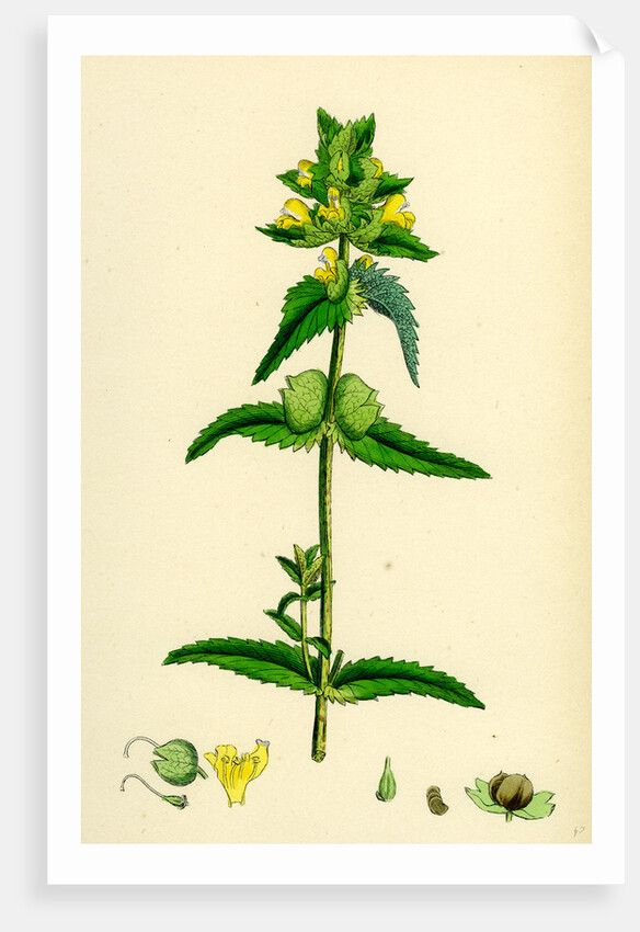 Rhinanthus Minor Common Yellow-Rattle by Anonymous
