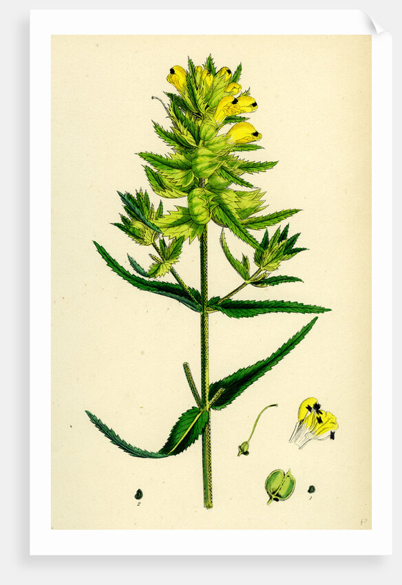 Rhinanthus Major Greater Yellow-Rattle by Anonymous